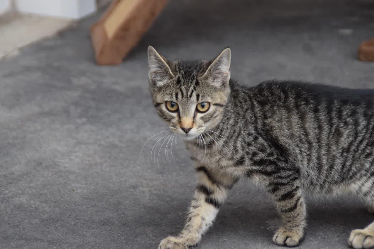 Rory, male puppy European Shorthair for adoption at BMT Tierheim Arche Noah Stuhr