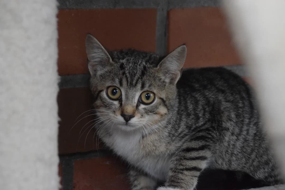 Roxy, female puppy European Shorthair for adoption at BMT Tierheim Arche Noah Stuhr