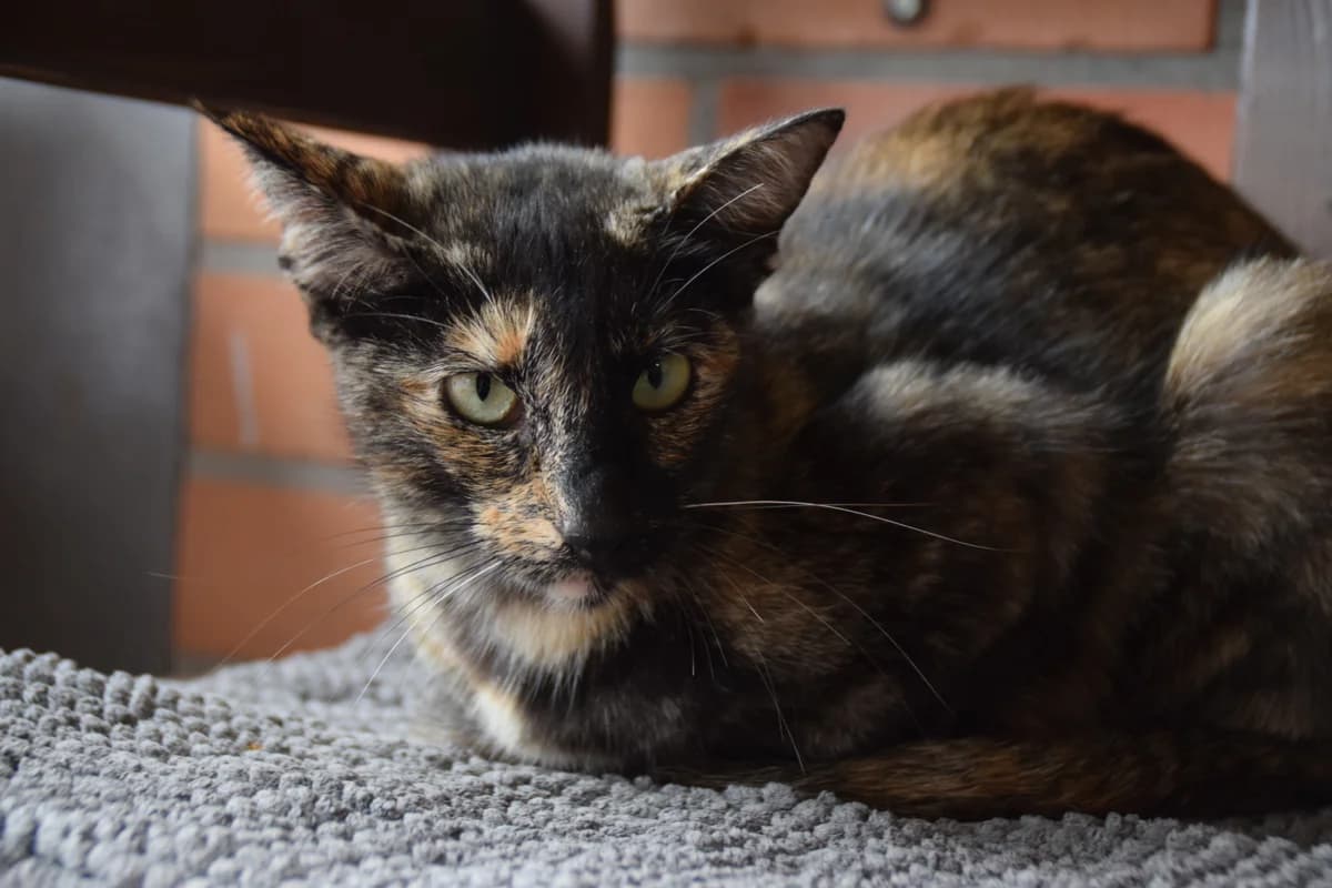 Quin, female 3yo mixed breed for adoption at BMT Tierheim Arche Noah Stuhr