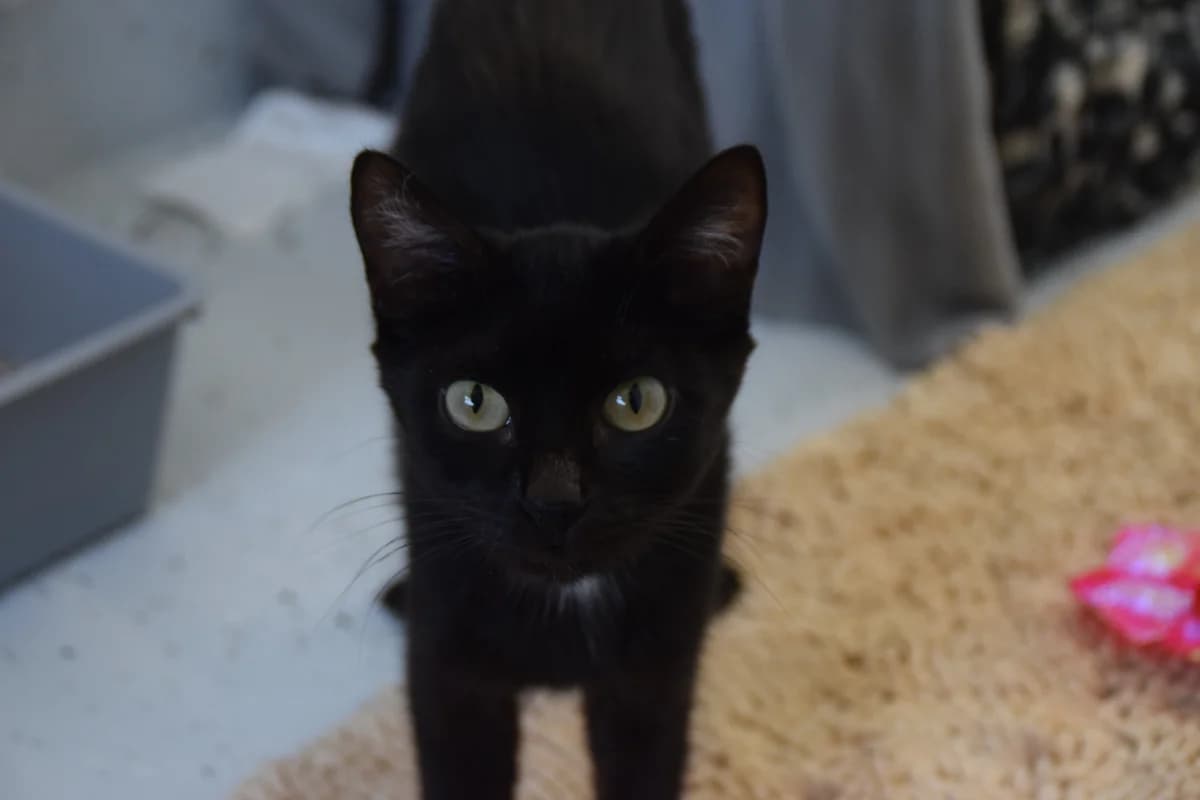 Mali, female puppy European Shorthair for adoption at BMT Tierheim Arche Noah Stuhr