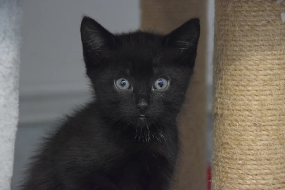 Mason, male puppy European Shorthair for adoption at BMT Tierheim Arche Noah Stuhr