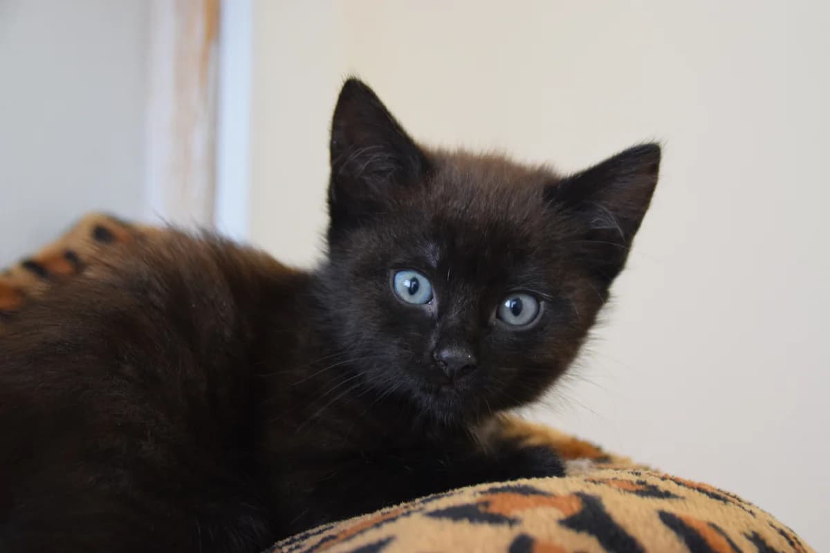 Mace, female puppy European Shorthair for adoption at BMT Tierheim Arche Noah Stuhr