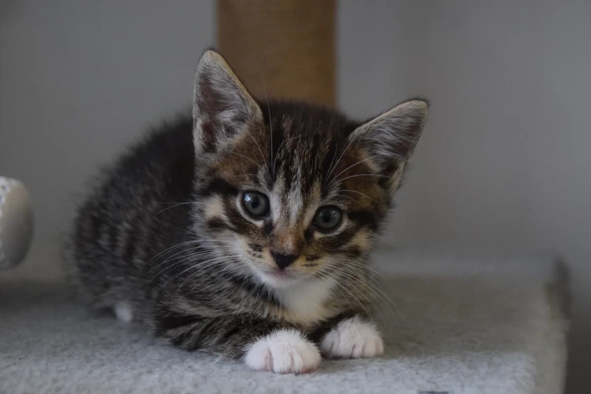 Magic, female puppy European Shorthair for adoption at BMT Tierheim Arche Noah Stuhr