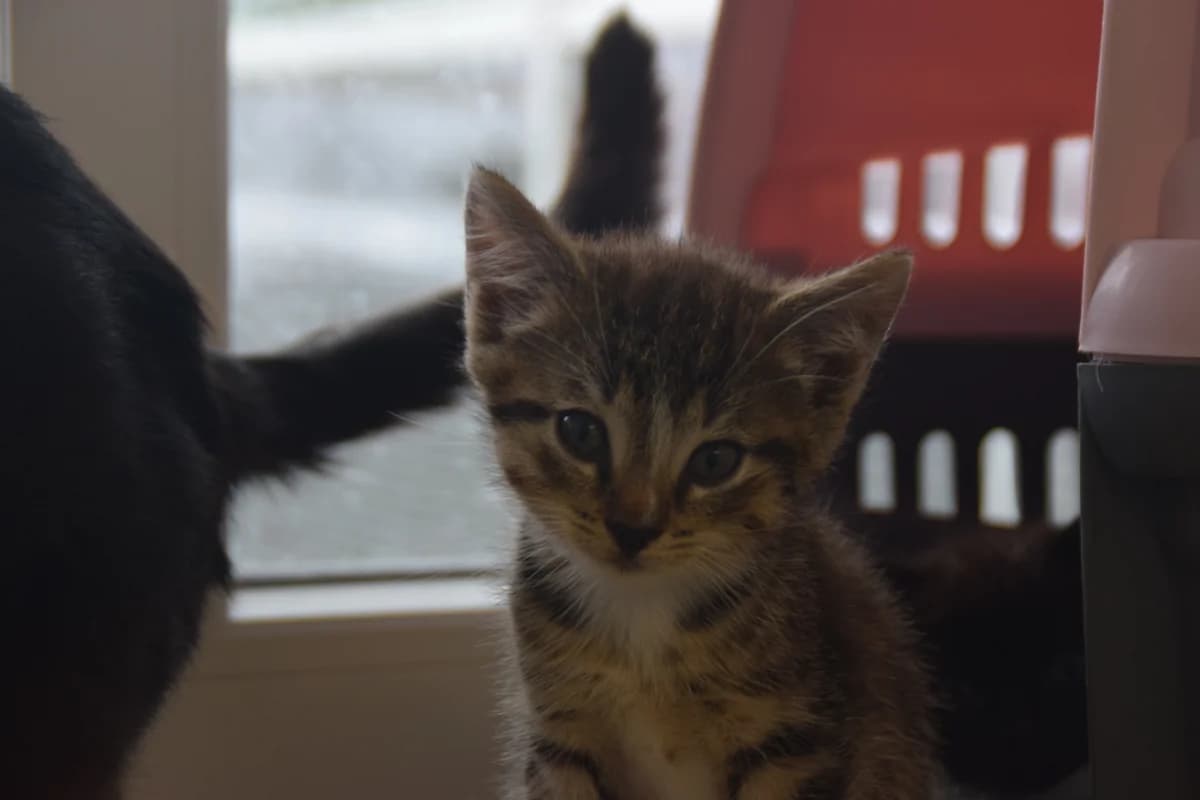 Malcolm, male puppy European Shorthair for adoption at BMT Tierheim Arche Noah Stuhr