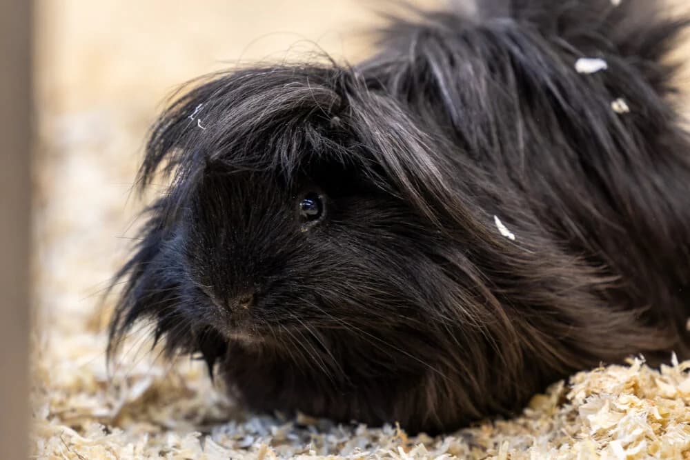 2 Langhaar-Meerschweinchen (Kleintier), Mixed Breed for adoption at Tierheim Aschaffenburg, Aschaffenburg