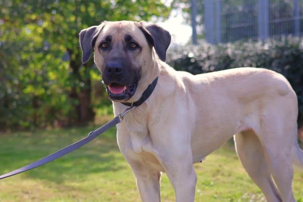 Ada (Hund), Mixed Breed for adoption at Tierheim Aschaffenburg, Aschaffenburg
