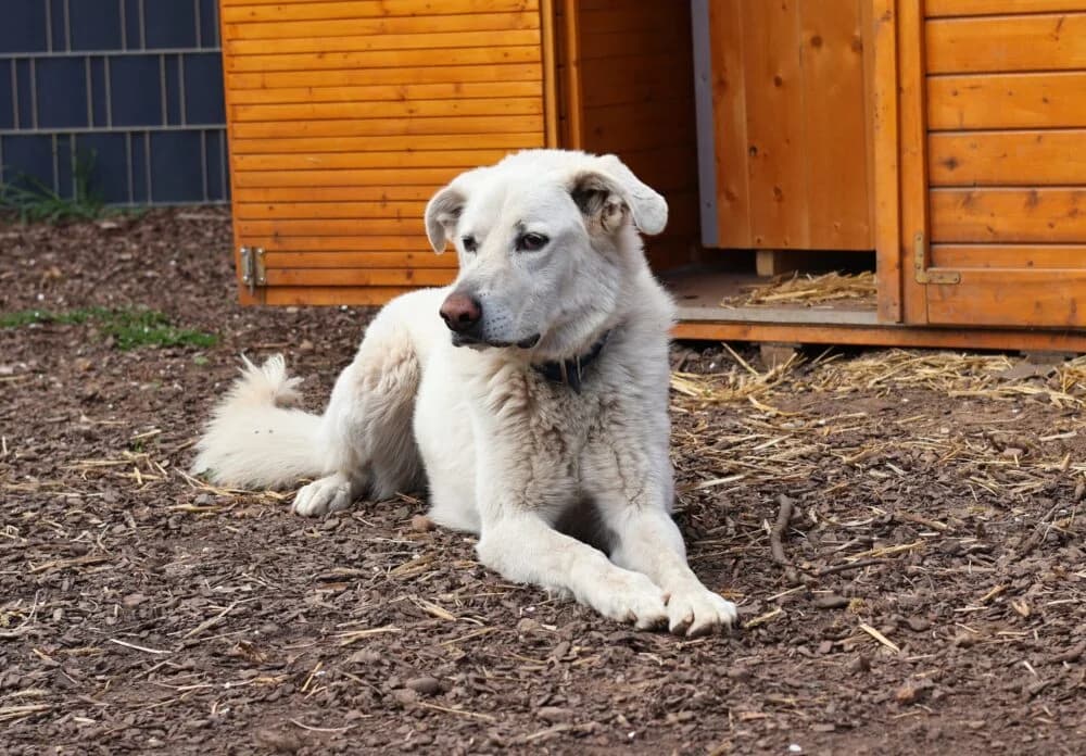 Arion (Hund), Mixed Breed for adoption at Tierheim Aschaffenburg, Aschaffenburg