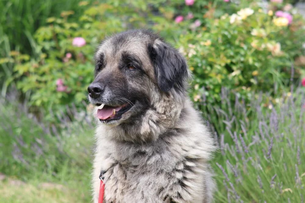 Bumi (Hund), Mixed Breed for adoption at Tierheim Aschaffenburg, Aschaffenburg