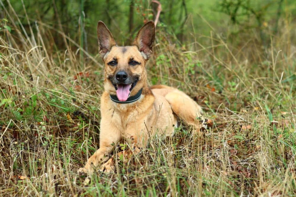 Cosima (Hund), Mixed Breed for adoption at Tierheim Aschaffenburg, Aschaffenburg