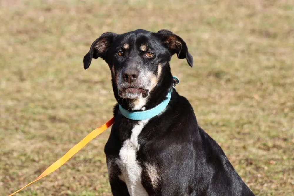 Crassus (Hund), Mixed Breed for adoption at Tierheim Aschaffenburg, Aschaffenburg