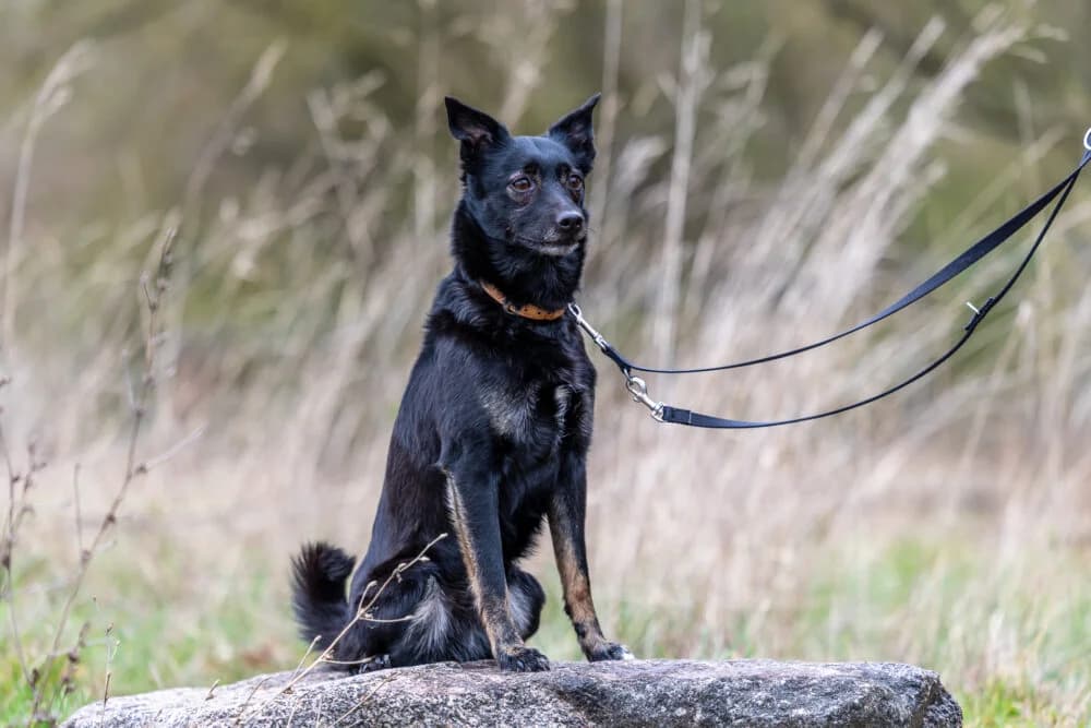 Frisbee (Hund), Mixed Breed for adoption at Tierheim Aschaffenburg, Aschaffenburg