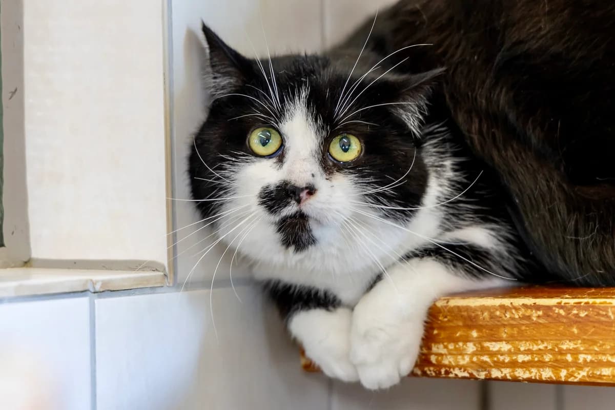 Glinda (Katze), Mixed Breed for adoption at Tierheim Aschaffenburg, Aschaffenburg