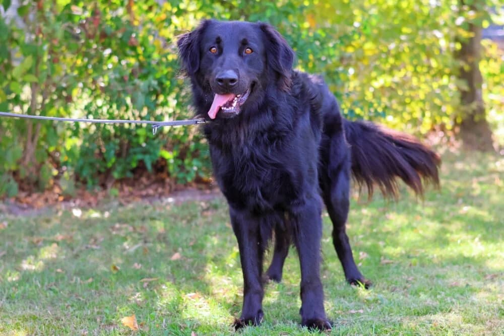 Gulliver (Hund), Mixed Breed for adoption at Tierheim Aschaffenburg, Aschaffenburg