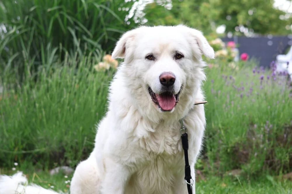 Hugo (Hund), Mixed Breed for adoption at Tierheim Aschaffenburg, Aschaffenburg