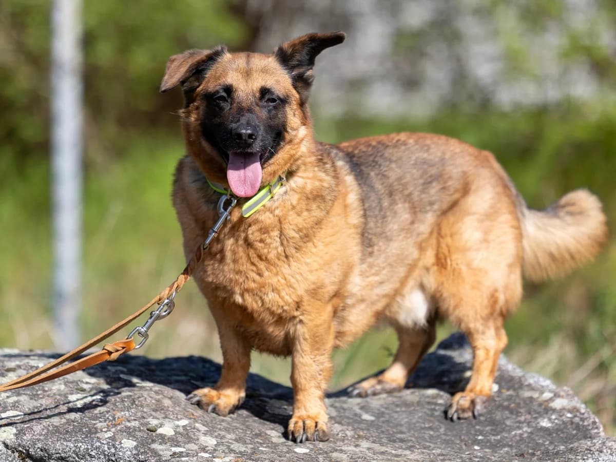 Kaarl (Hund), Mixed Breed for adoption at Tierheim Aschaffenburg, Aschaffenburg