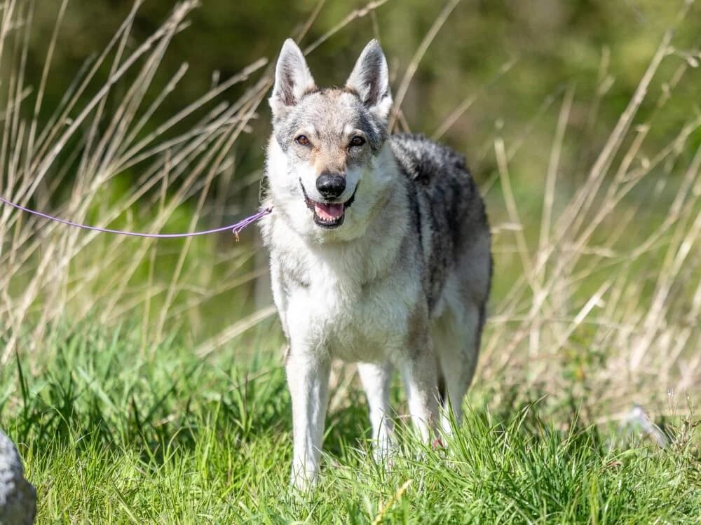 Kiki (Hund), Mixed Breed for adoption at Tierheim Aschaffenburg, Aschaffenburg