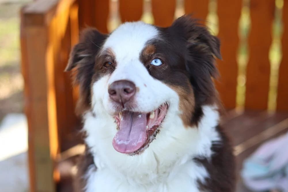 Ludi (Hund), Mixed Breed for adoption at Tierheim Aschaffenburg, Aschaffenburg