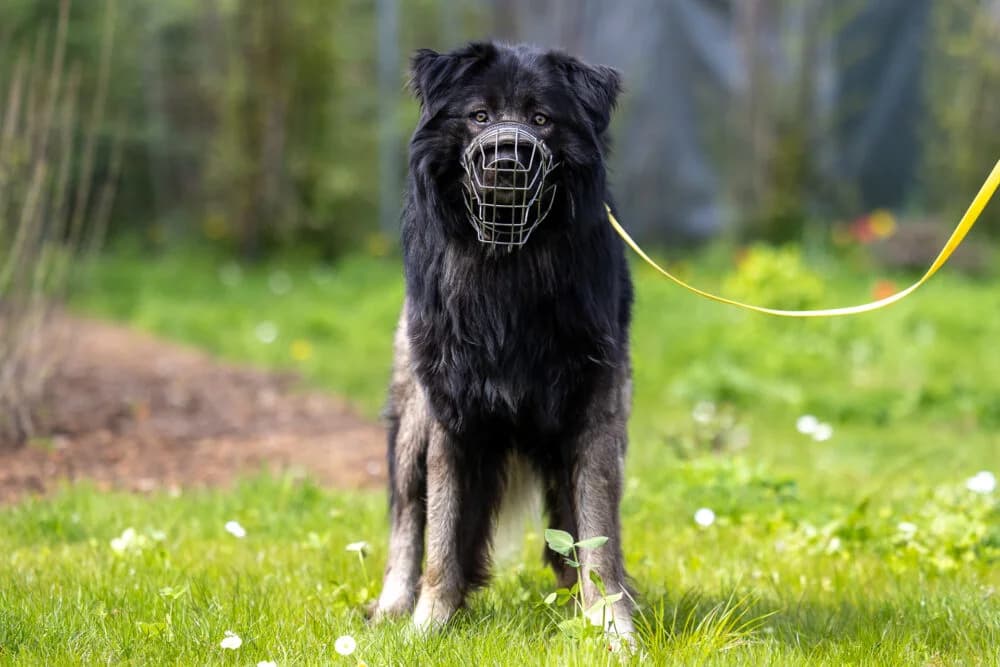 Michel (Hund), Mixed Breed for adoption at Tierheim Aschaffenburg, Aschaffenburg