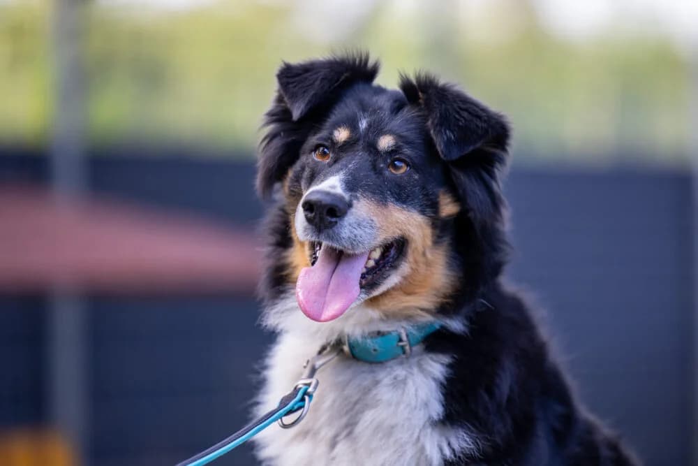 Moxy (Hund), Mixed Breed for adoption at Tierheim Aschaffenburg, Aschaffenburg