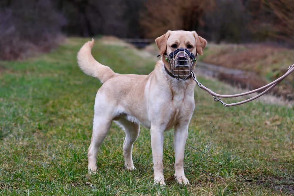 Murphy (Hund), Mixed Breed for adoption at Tierheim Aschaffenburg, Aschaffenburg