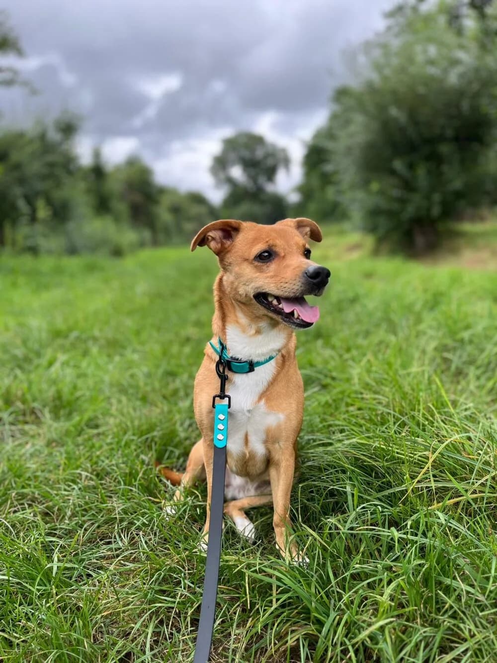 Prada (Hund), Mixed Breed for adoption at Tierheim Aschaffenburg, Aschaffenburg