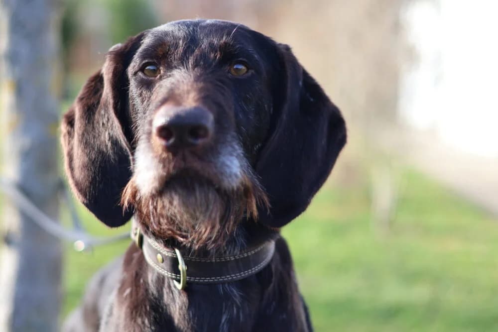 Rainer Wahnsinn (Apoll vom Düwelsbarg) (Hund), Mixed Breed for adoption at Tierheim Aschaffenburg, Aschaffenburg