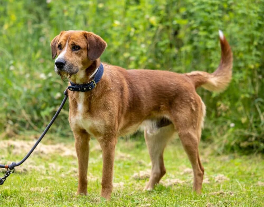 Ritter Rost (Hund), Mixed Breed for adoption at Tierheim Aschaffenburg, Aschaffenburg