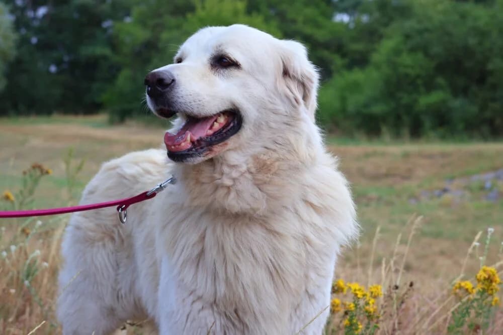 Sarti (Hund), Mixed Breed for adoption at Tierheim Aschaffenburg, Aschaffenburg