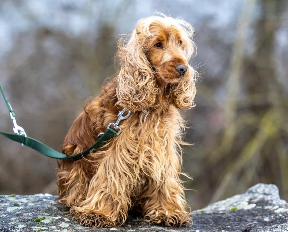 Shaggy (Imbo von der Burgmühle) (Hund), Mixed Breed for adoption at Tierheim Aschaffenburg, Aschaffenburg