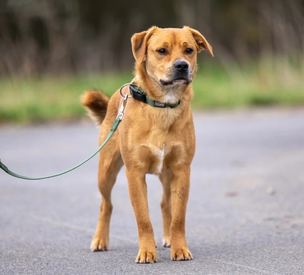 Woody (Hund), Mixed Breed for adoption at Tierheim Aschaffenburg, Aschaffenburg