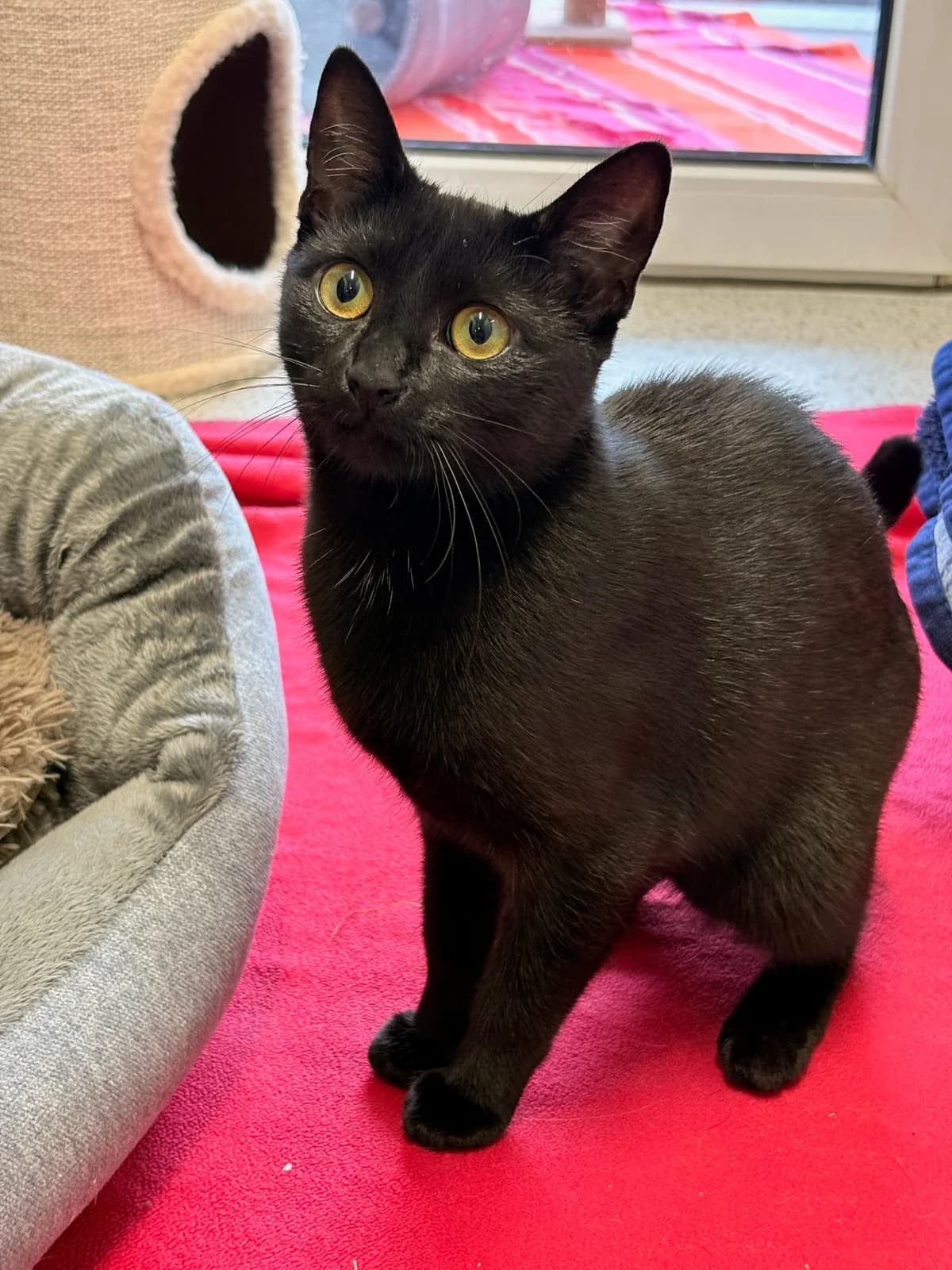 Abby und Hekate, female mixed breed for adoption at Tierheim Augsburg, Augsburg