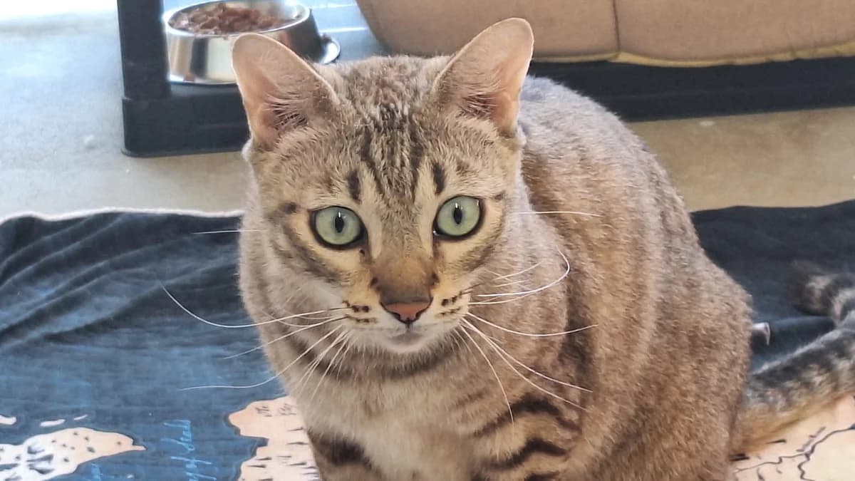Ates und Milan, male 3yo European Shorthair for adoption at Tierheim Augsburg, Augsburg