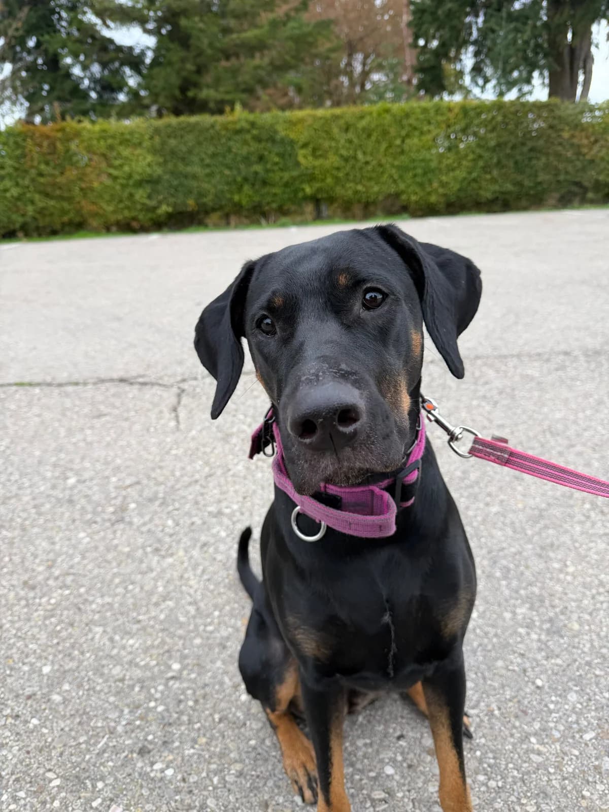Blacky, female 3yo Doberman for adoption at Tierheim Augsburg, Augsburg