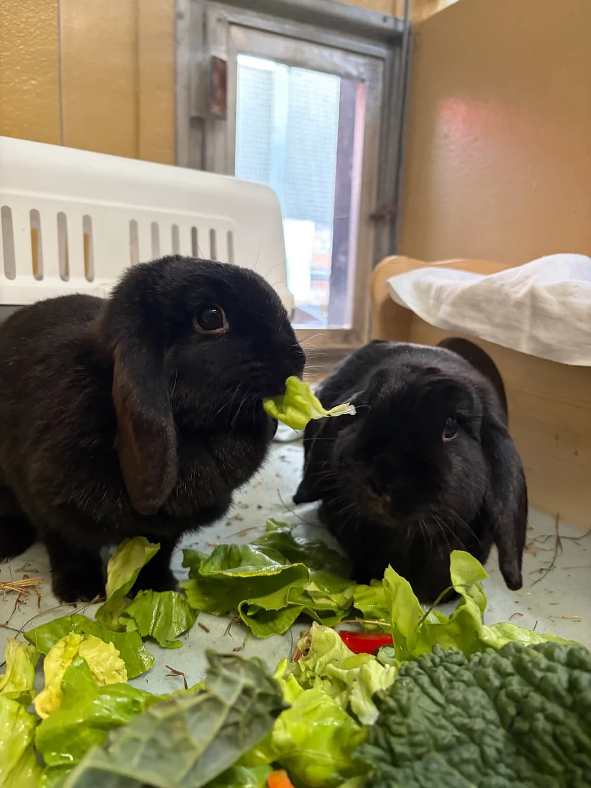 Blacky und MΓΆhrchen, male mixed breed for adoption at Tierheim Augsburg, Augsburg