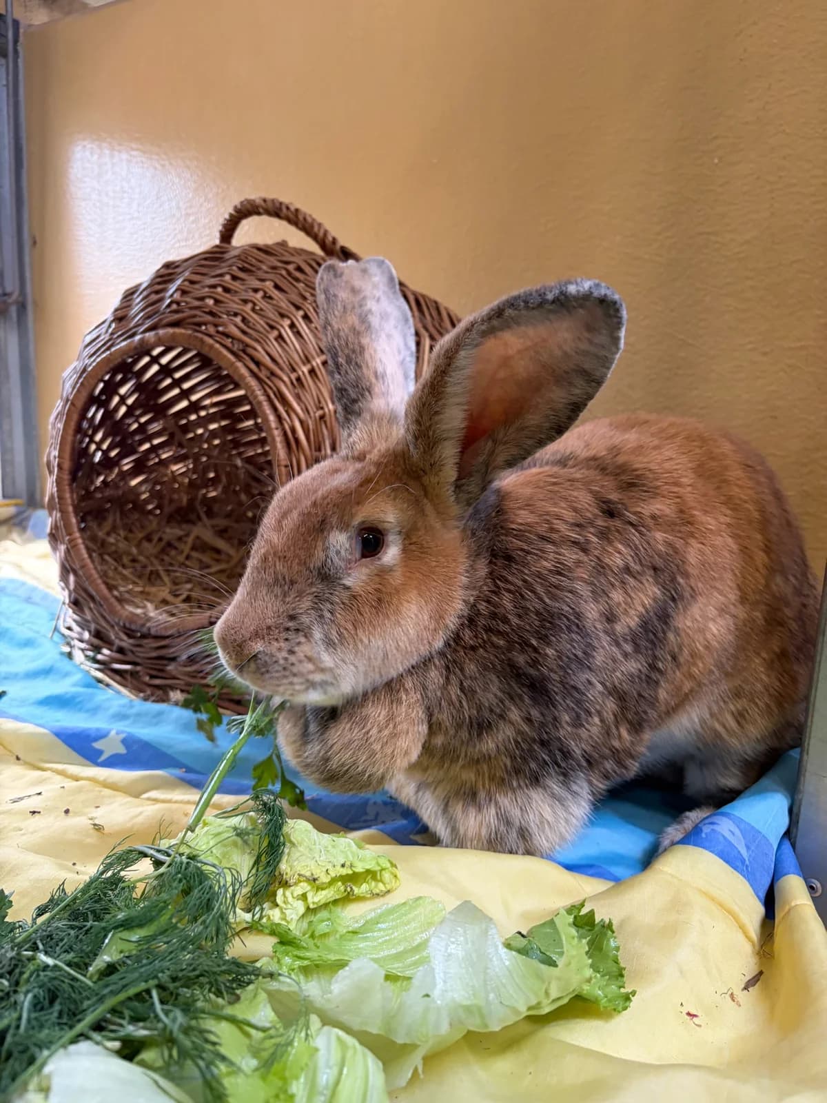 Blumi, female mixed breed for adoption at Tierheim Augsburg, Augsburg