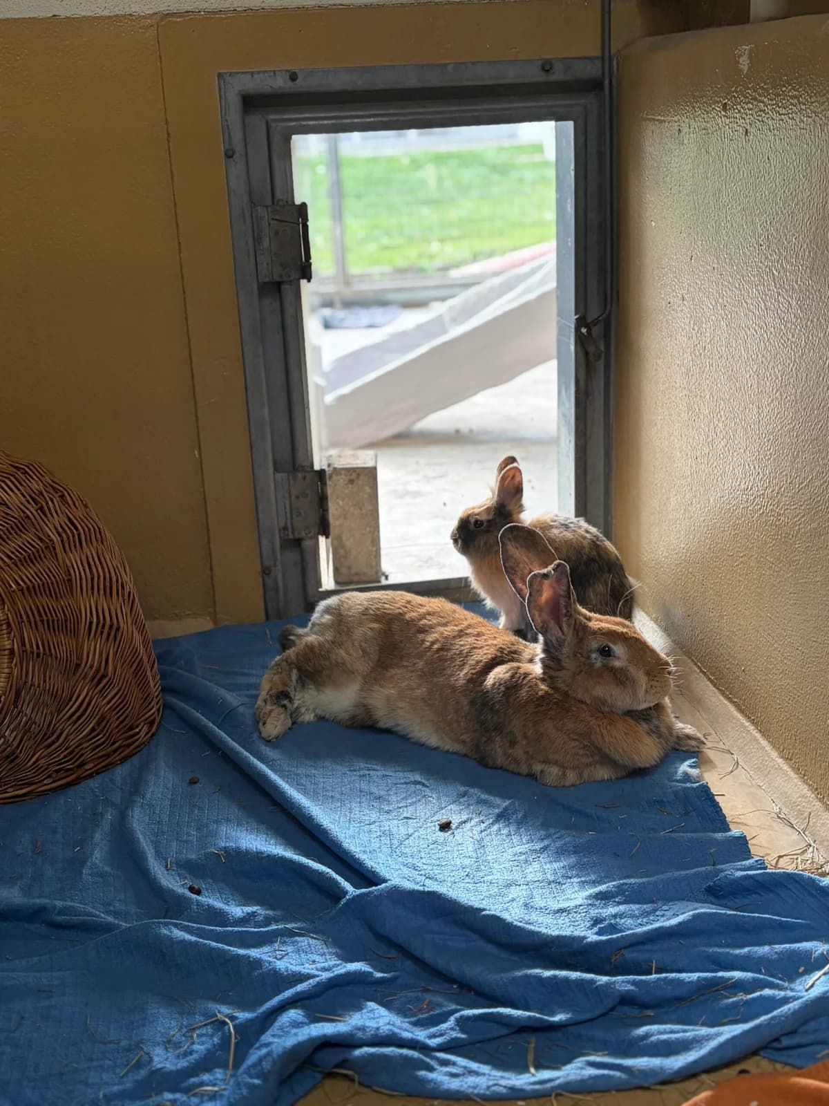 Blumi und Frieda, female mixed breed for adoption at Tierheim Augsburg, Augsburg