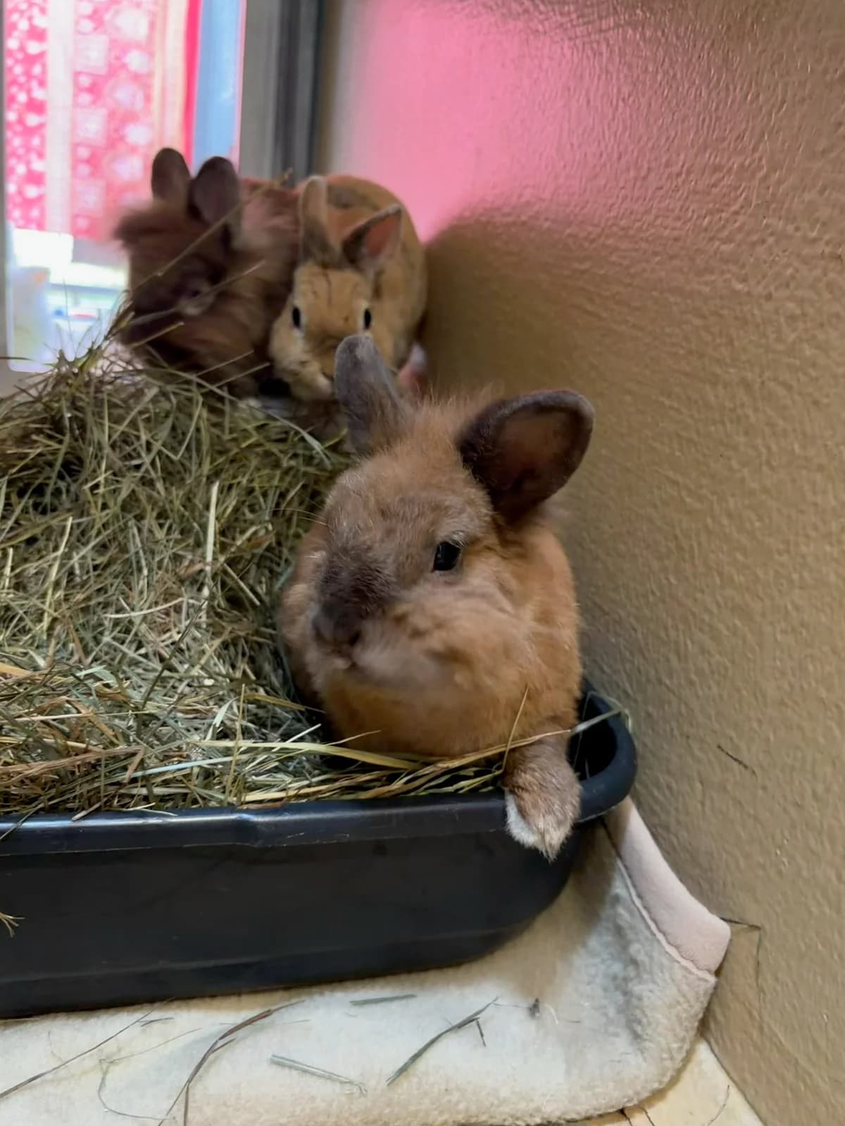 Bonita und Roxy, female mixed breed for adoption at Tierheim Augsburg, Augsburg