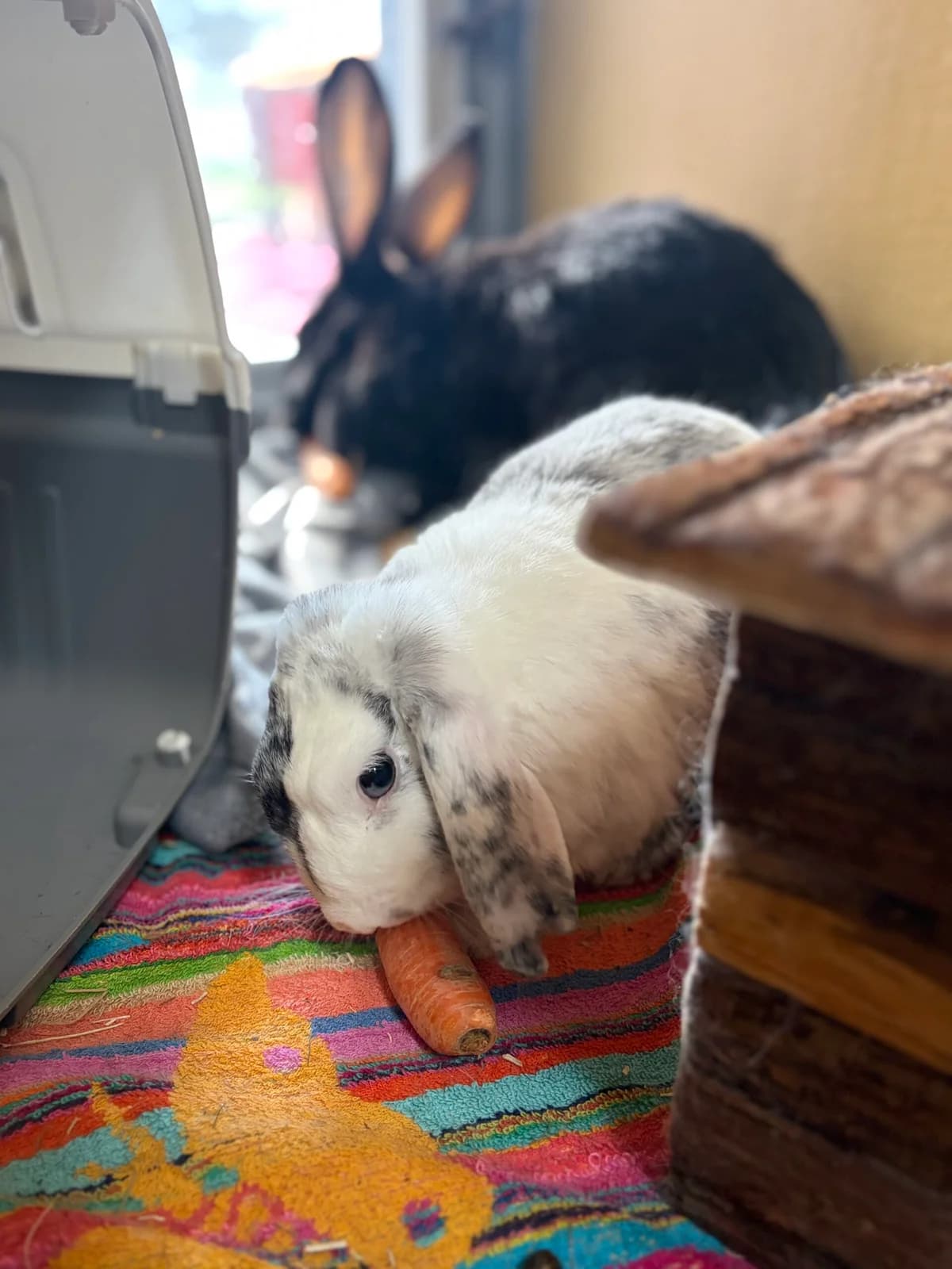 Coco und Purzel, male mixed breed for adoption at Tierheim Augsburg, Augsburg