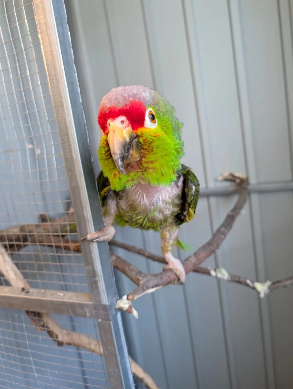 Don Andrea, female mixed breed for adoption at Tierheim Augsburg, Augsburg