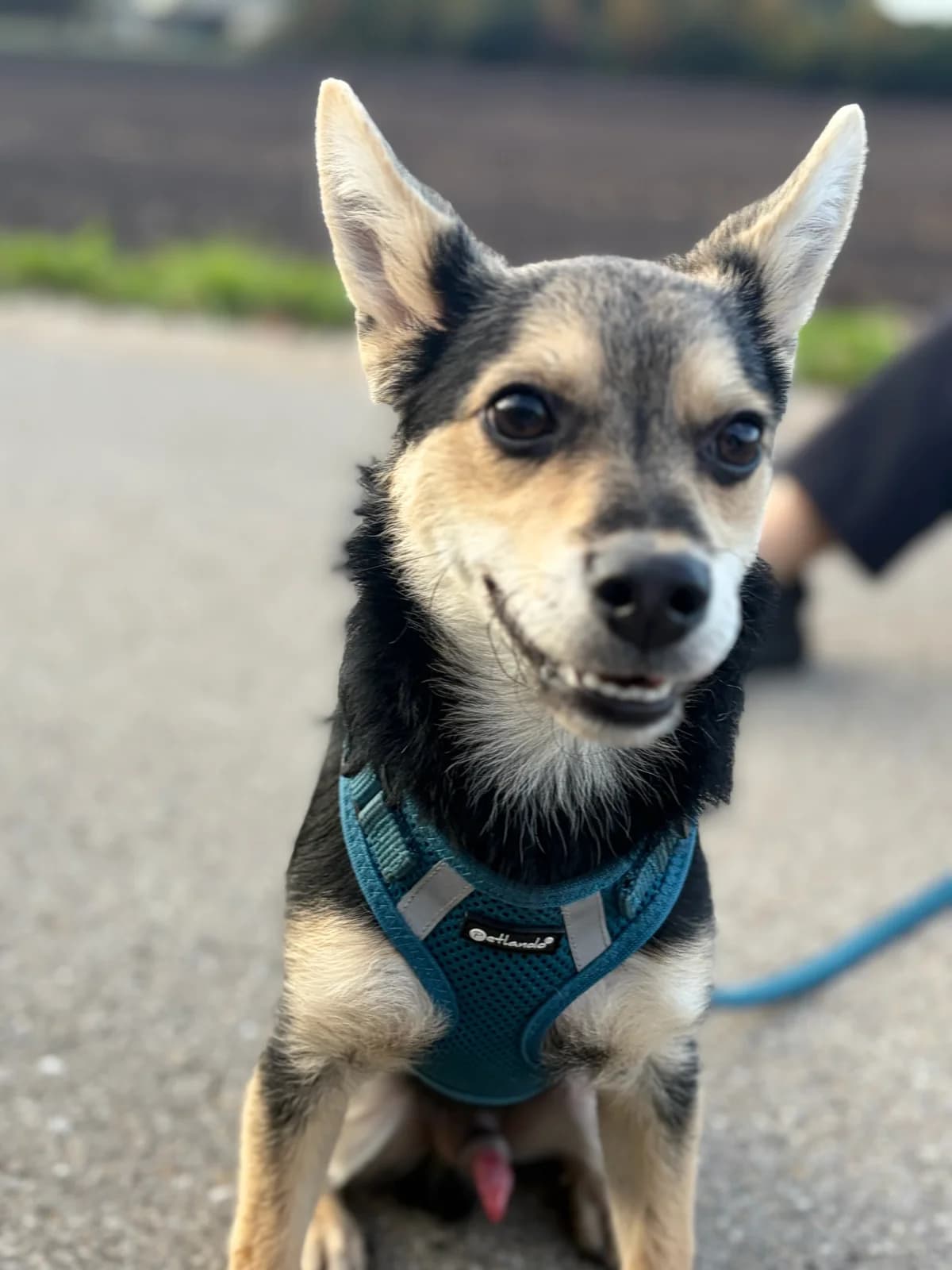 Error, male puppy Mixed Breed for adoption at Tierheim Augsburg, Augsburg