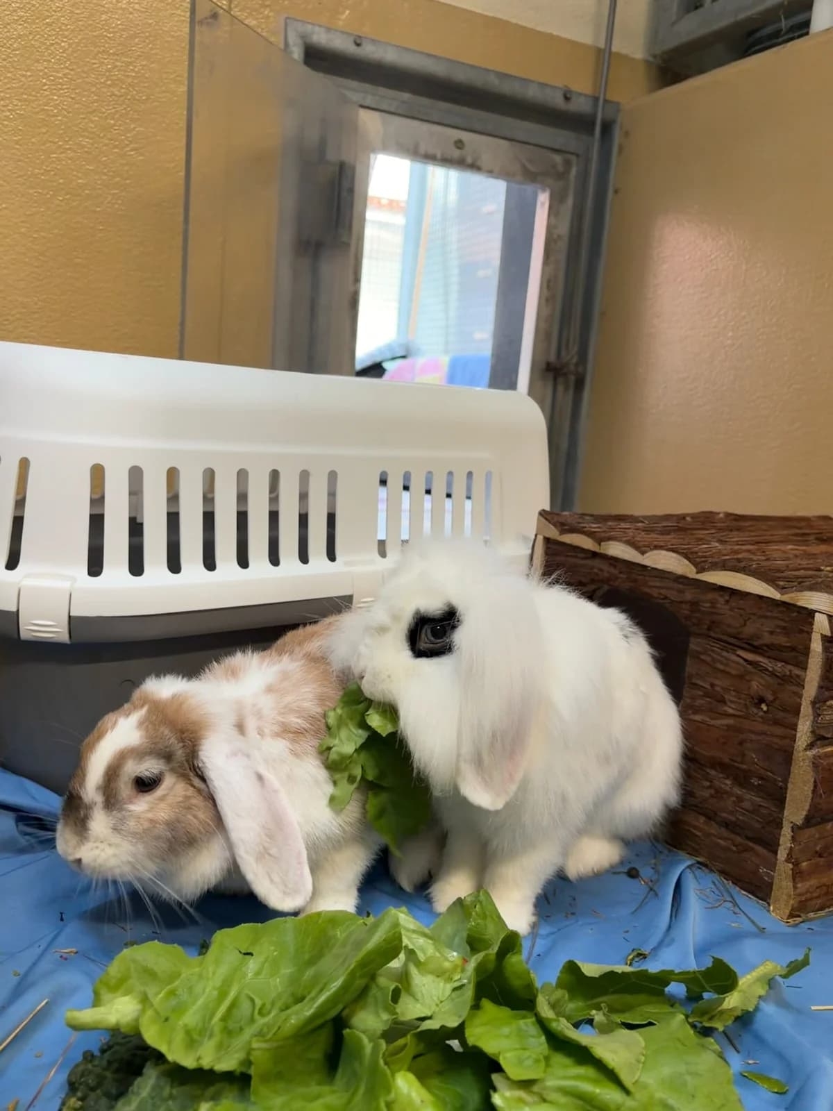 Flops und Toffie, male mixed breed for adoption at Tierheim Augsburg, Augsburg