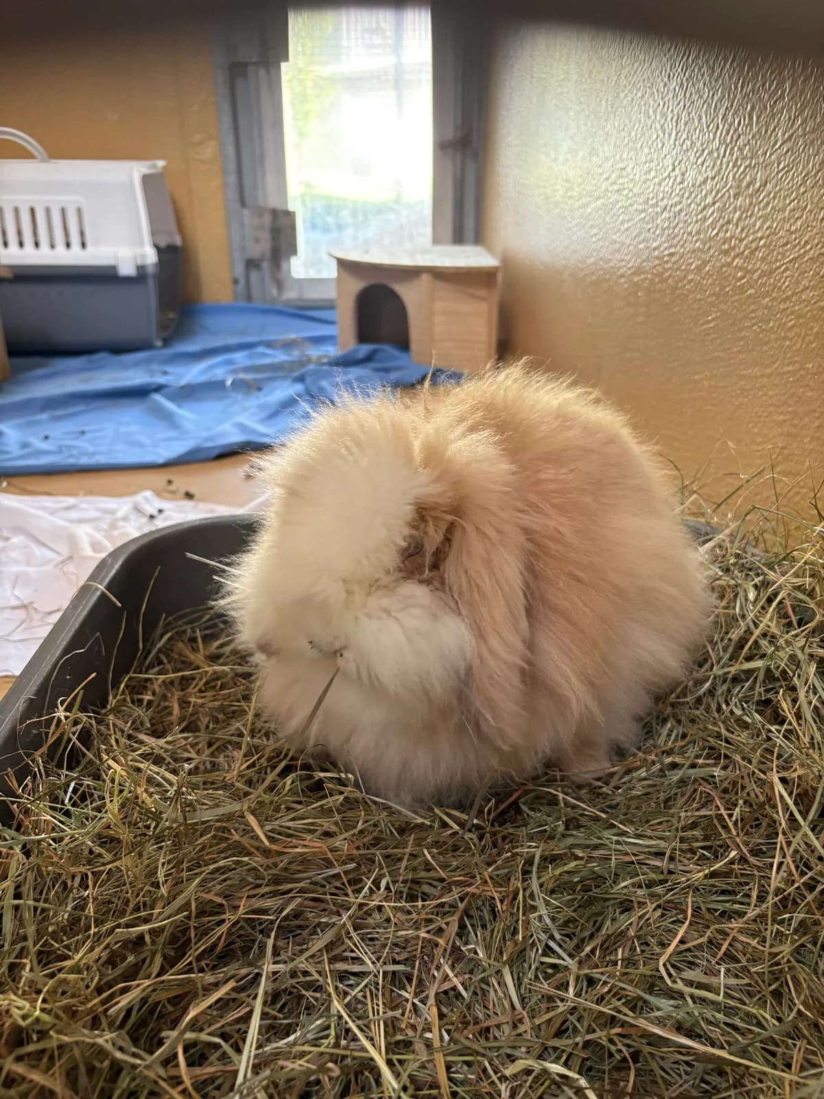 Dappi, female Mixed Breed for adoption at Tierheim Augsburg, Augsburg