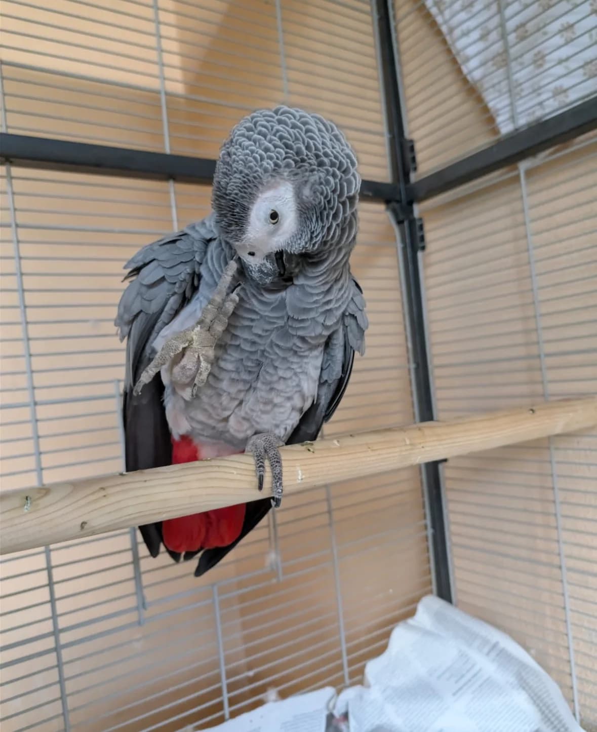 Gabriele, female mixed breed for adoption at Tierheim Augsburg, Augsburg