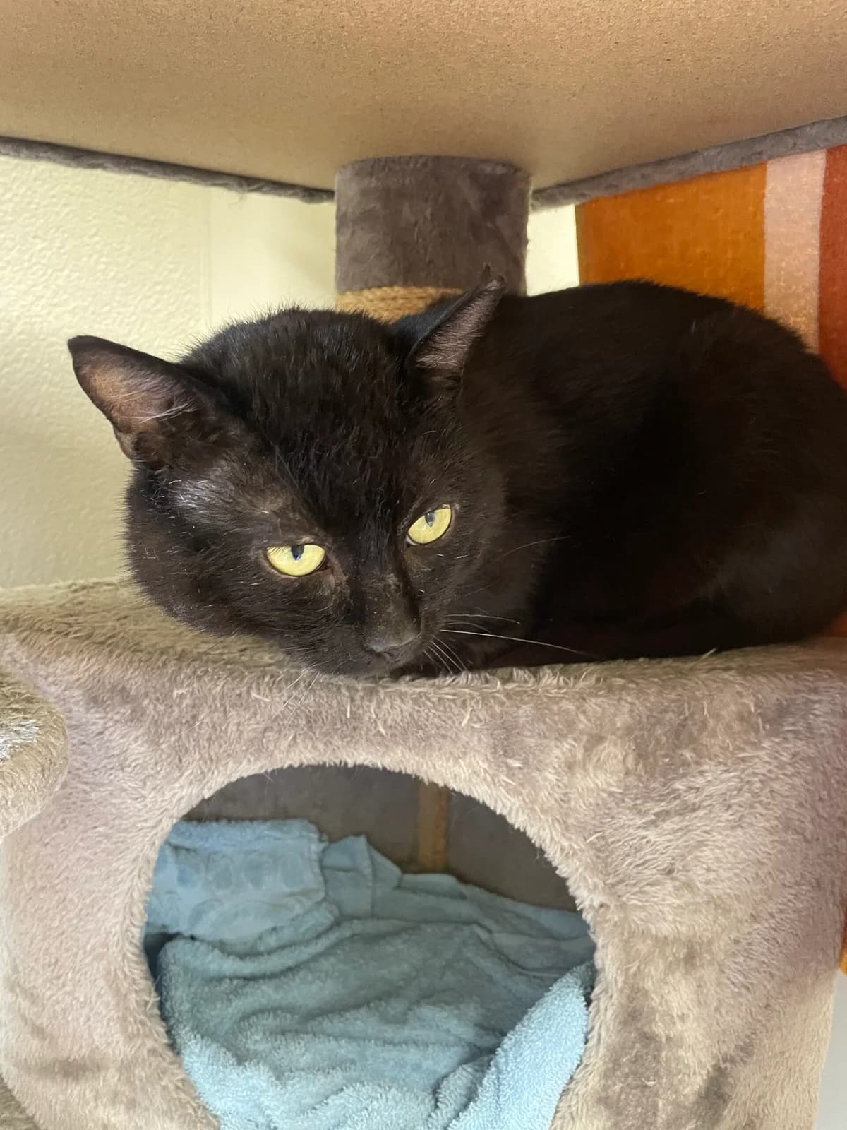 Grießbert, male 3yo European Shorthair for adoption at Tierheim Augsburg, Augsburg