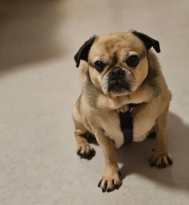 Jule (Dauerpflegeplatz gesucht), female senior Pug for adoption at Tierheim Augsburg, Augsburg