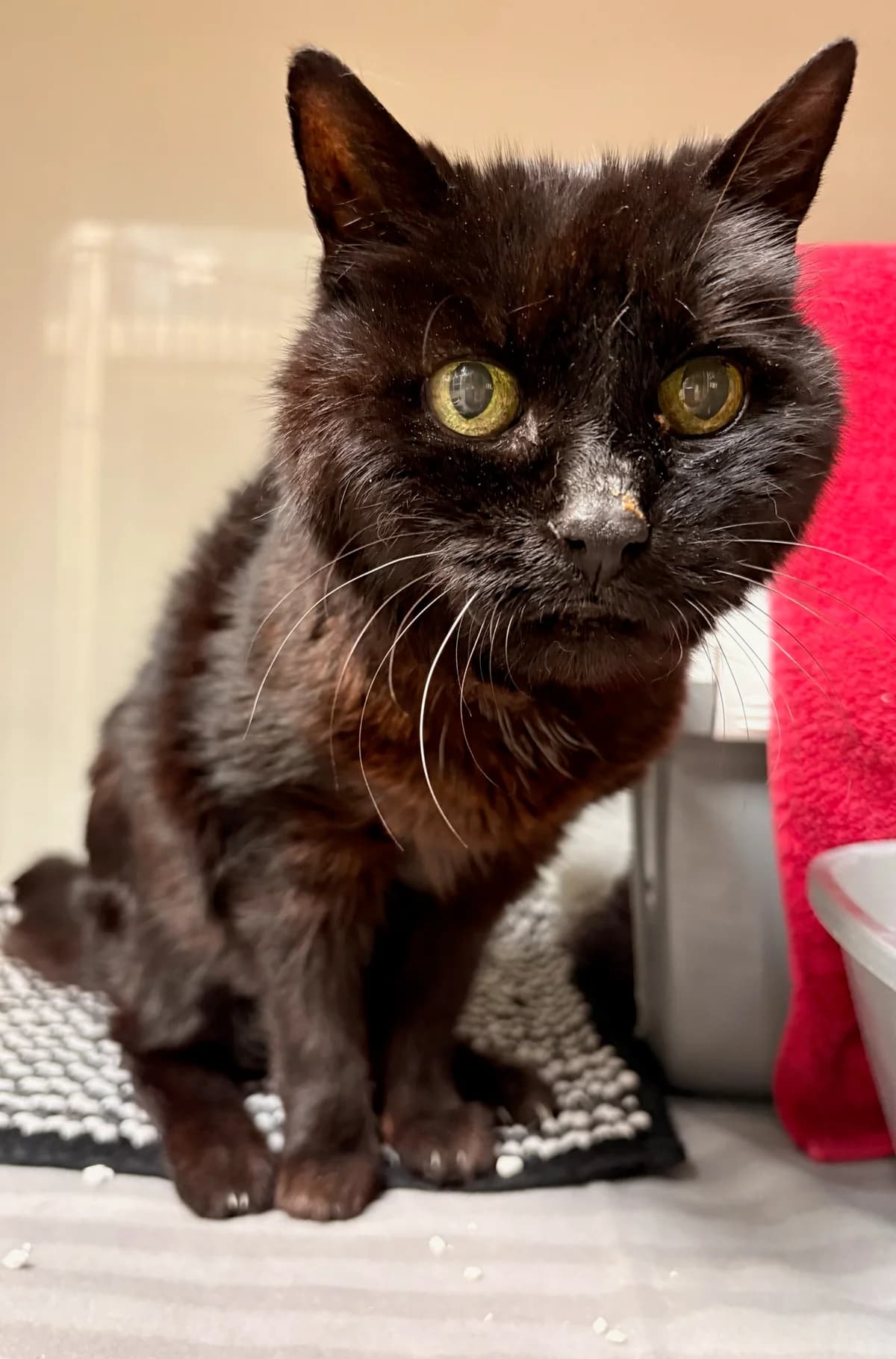 Katjas (Pflegestelle gesucht), female senior European Shorthair for adoption at Tierheim Augsburg, Augsburg