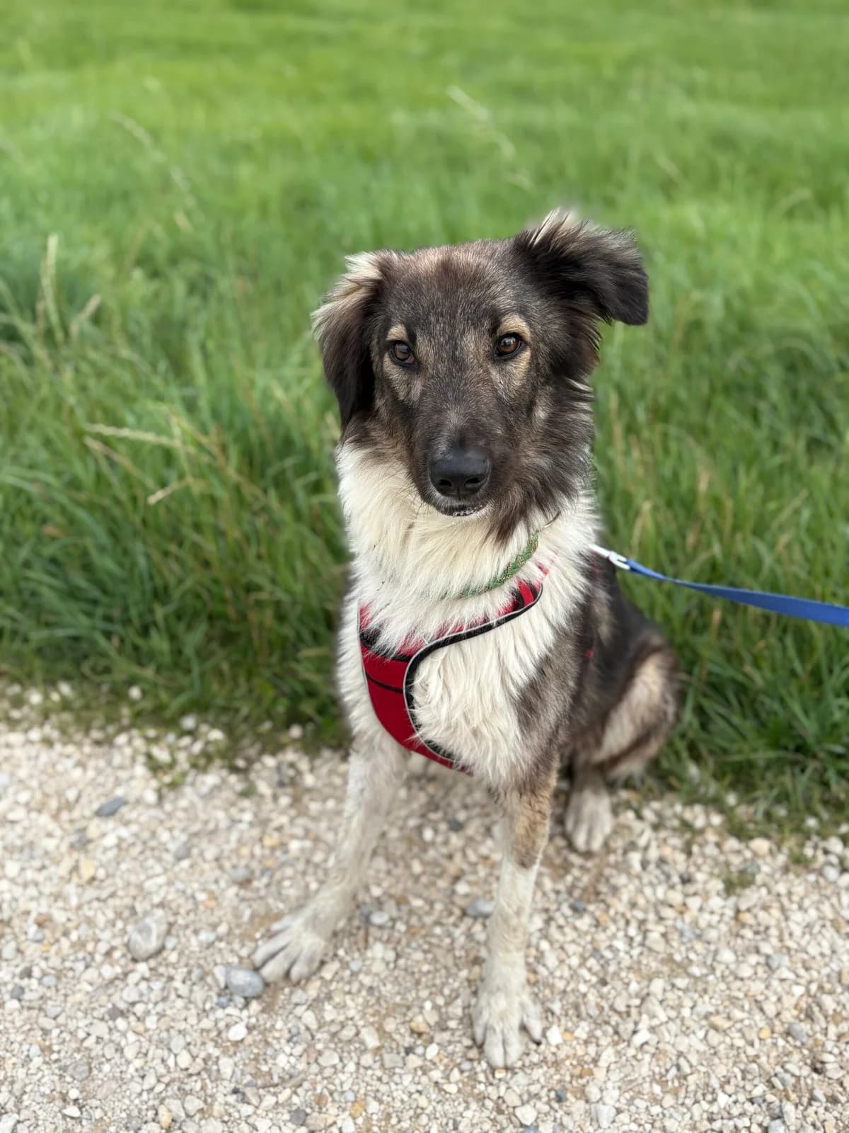 Lasse, male 3yo Mixed Breed for adoption at Tierheim Augsburg, Augsburg