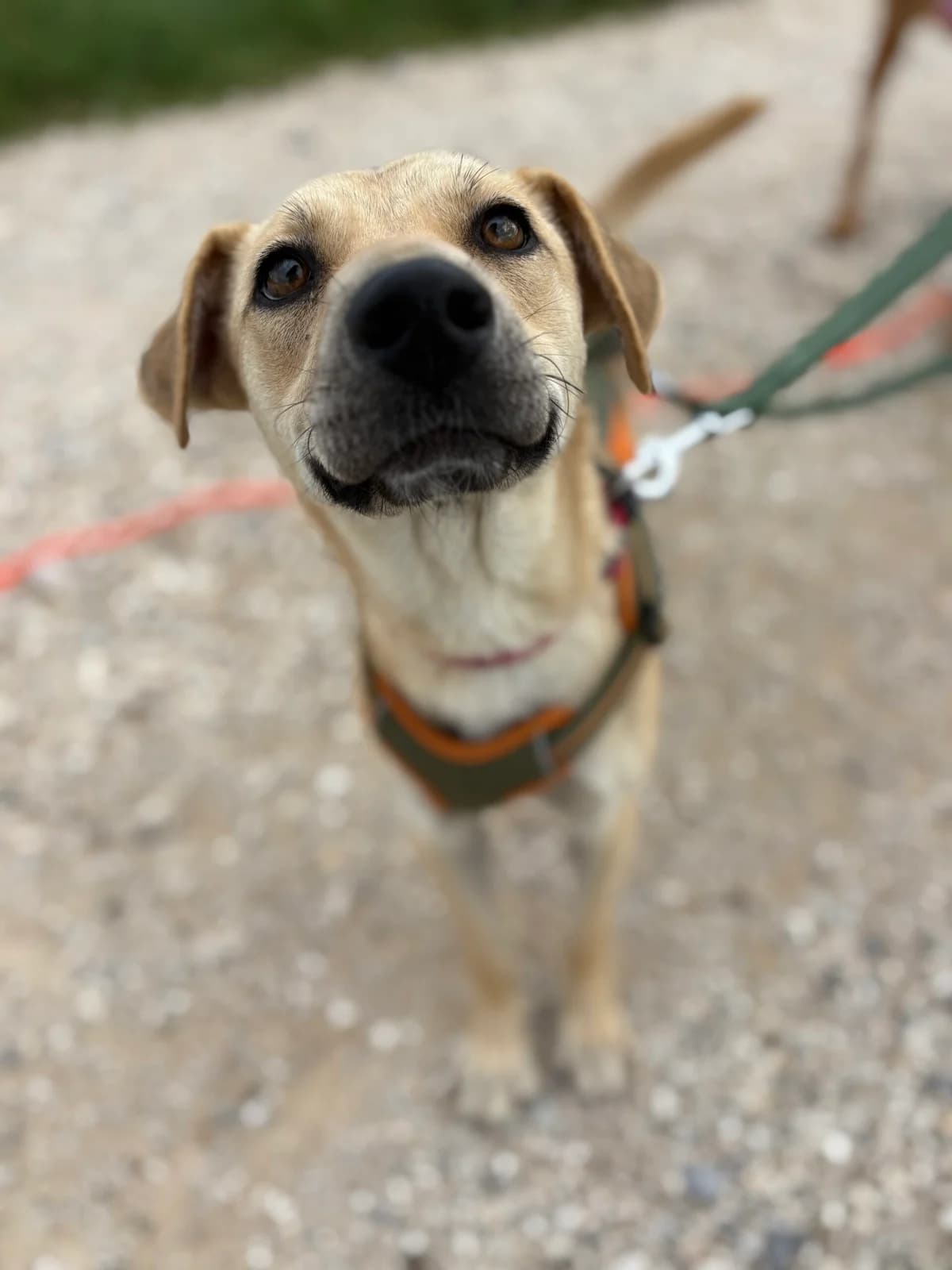 Leni, female young Mixed Breed for adoption at Tierheim Augsburg, Augsburg