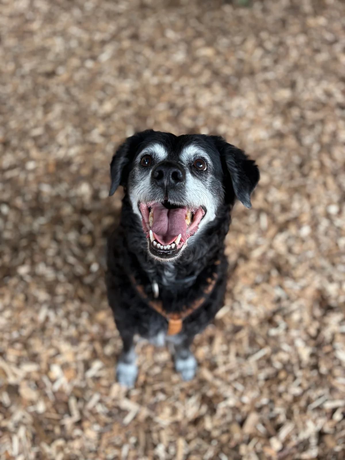 Lilly, female senior Mixed Breed for adoption at Tierheim Augsburg, Augsburg