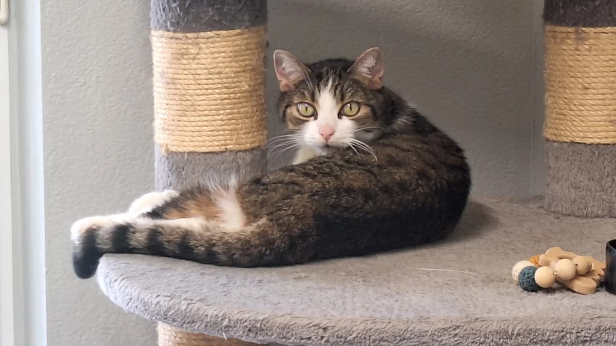 Mika, female senior European Shorthair for adoption at Tierheim Augsburg, Augsburg